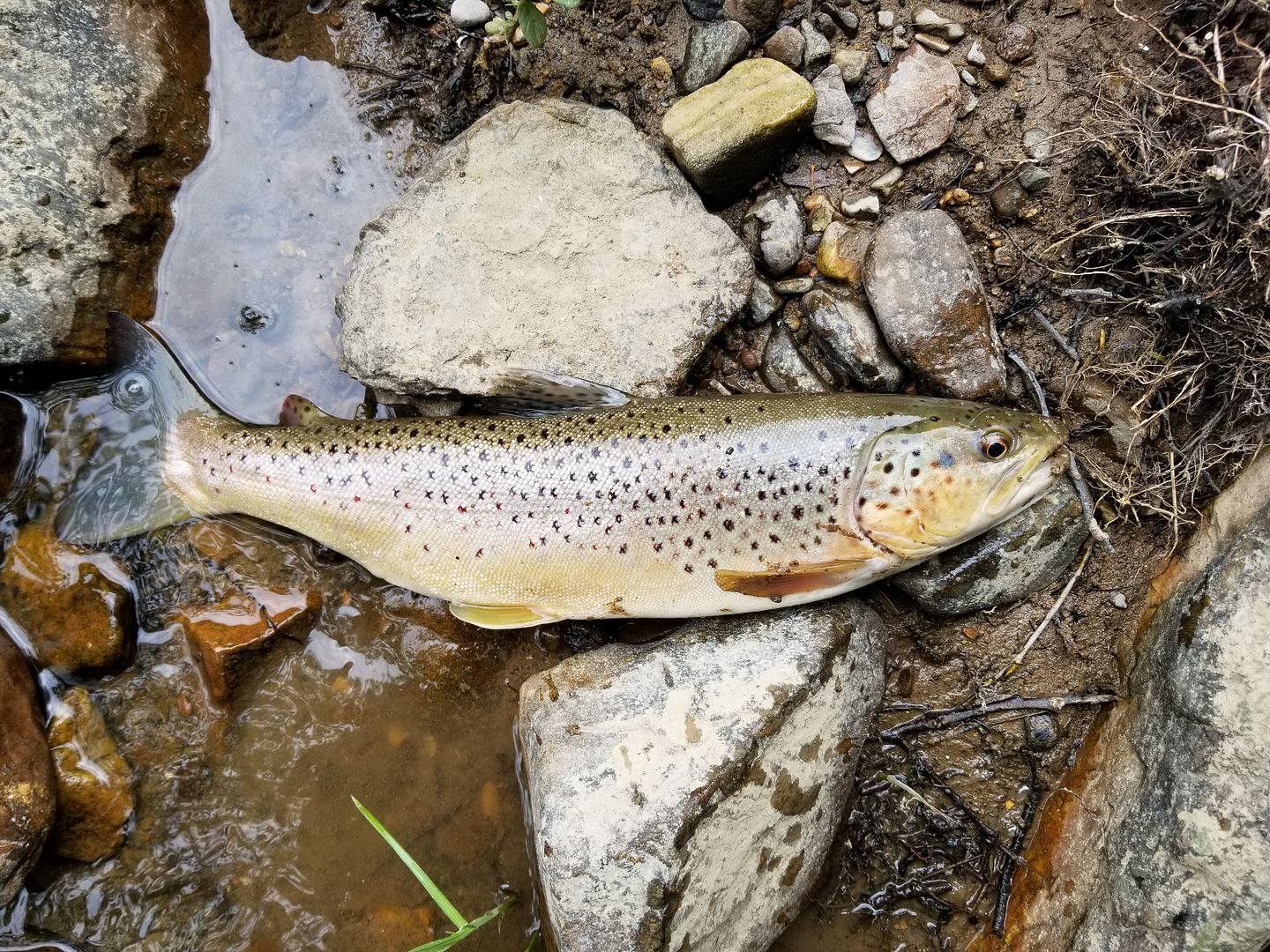 Paflyfish Penns creekWeikert Road access [Forums Fly Fishing